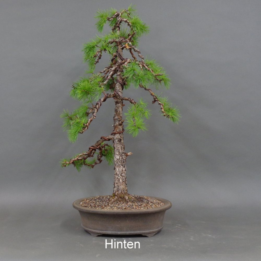 Larix, Lärche, Bonsai